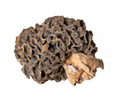 Kurumuş morel mantarı ve sapı beyaza izole edilmiş.