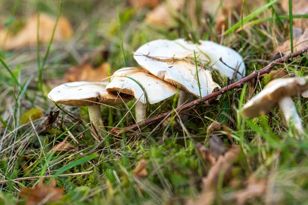 풀 과 나뭇잎 사이에 몇 개의 흰 산상 버섯을 덮어 놓는 모습 — 스톡 사진
