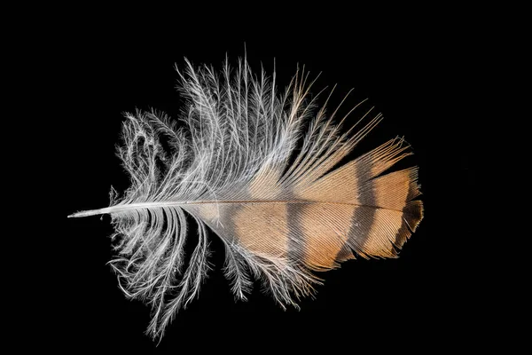 Macro shot di una piuma d'aquila bruna e bianca — Foto Stock