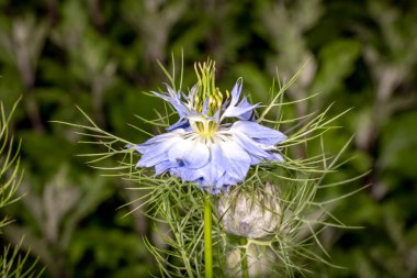 Bulanık yeşil arkaplanda açık mavi kimyon çiçeği