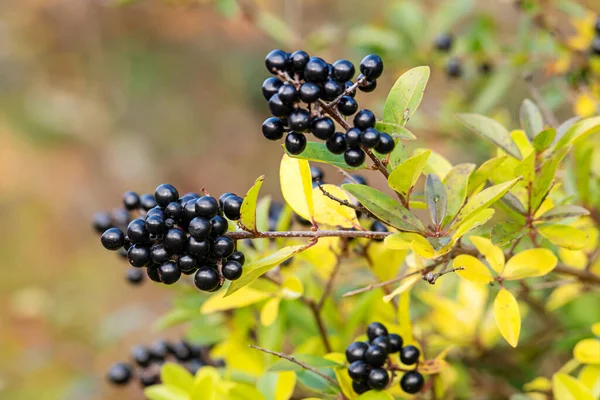 Siyah mahrem yer, Ligustrum vulgare, güz yapraklı böğürtlen.