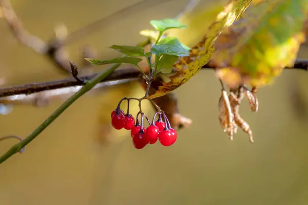 Sonbahar yeşilliklerinden oluşan bir kümede, bulanık bir arka planda kırmızı meyveler. — Stok fotoğraf