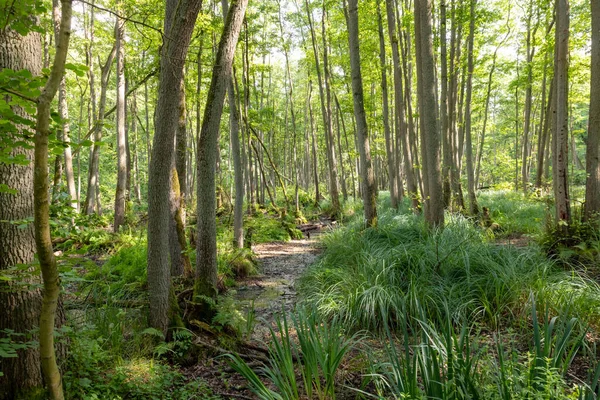 Paesaggio Forestale Tedesco Brughiera Con Felce Erba Alberi Decidui Estate — Foto Stock