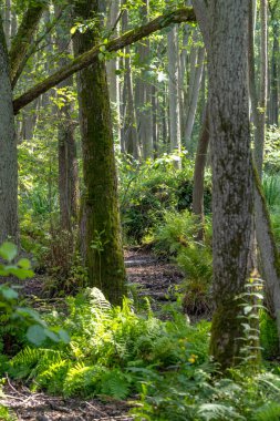 Yaz aylarında eğrelti otu, çim ente ve yaprak döken ağaçlar ile Alman Moor orman manzara