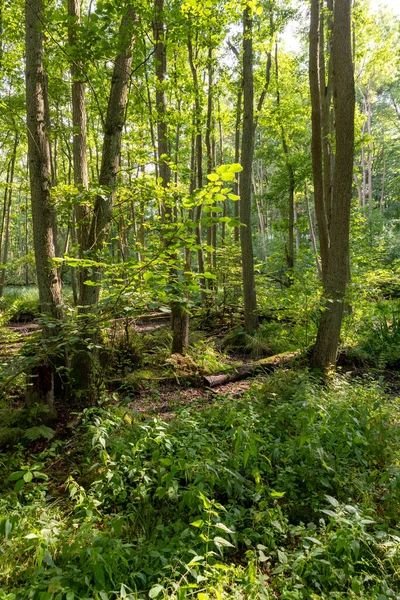 Paesaggio boschivo tedesco brughiera con felce, erba e alberi decidui in estate — Foto Stock