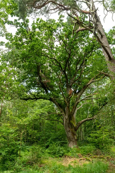 Quercia Molto Antica Paesaggio Boschivo Tedesco Brughiera Con Felce Erba — Foto Stock