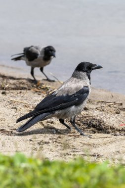 Kukuletalı Karga - Karga bir gölün kıyısında duruyor