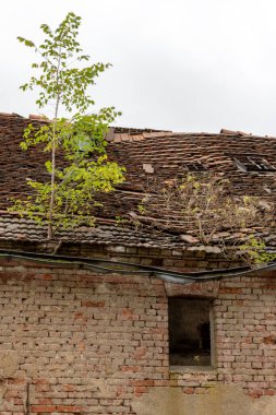 Çatı kiremitleri arasında fabrika harabelerinin çatısından yeşil bitki yetişiyor.