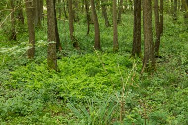Yaz aylarında eğrelti otu, çim ente ve yaprak döken ağaçlar ile Alman Moor orman manzara