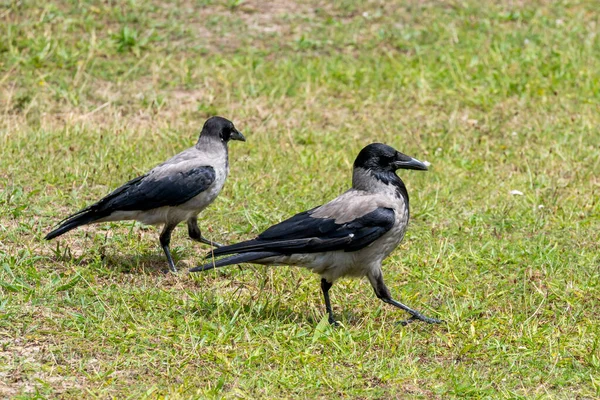 Dvě vrány v kápi - jackdaws stojí na louce — Stock fotografie