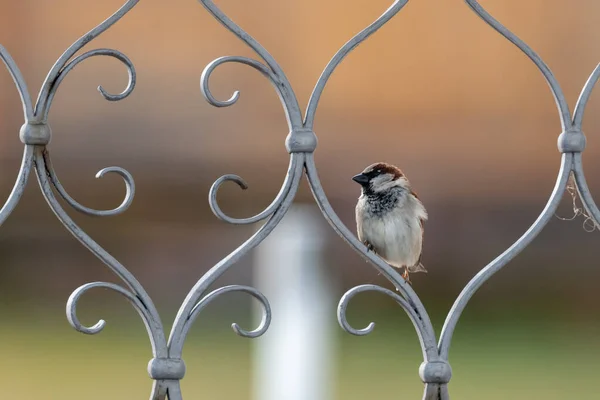 Vrabec sedí na kovových dveřích a dívá se stranou — Stock fotografie