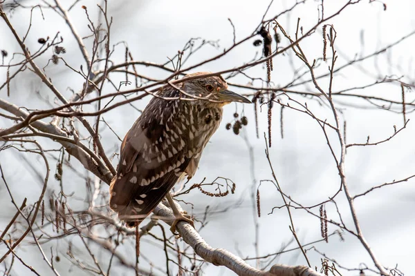 Garza Nocturna, Nycticorax Ardeidae, perchas en rama en maleza sin hojas — Foto de Stock