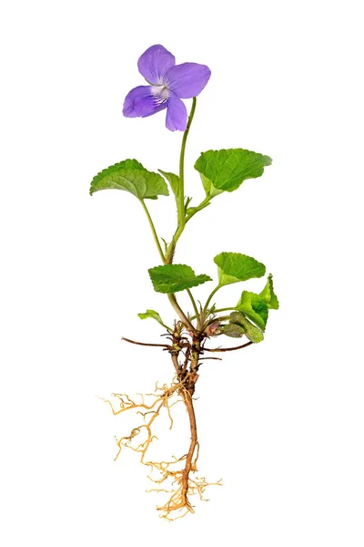 Whole blue violet plant with roots and flower 스톡 사진