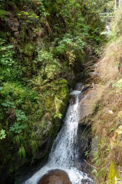 Waterfall in the Black Forest, Germany, with trees, rocks and ferns