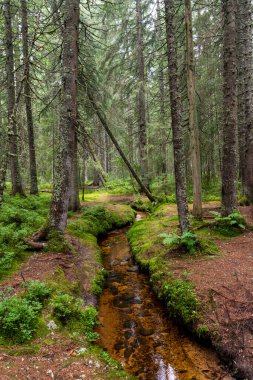 Karanlık sularda, eğreltiotlarında ve otlarında yansımaları olan karanlık bataklık ormanı.