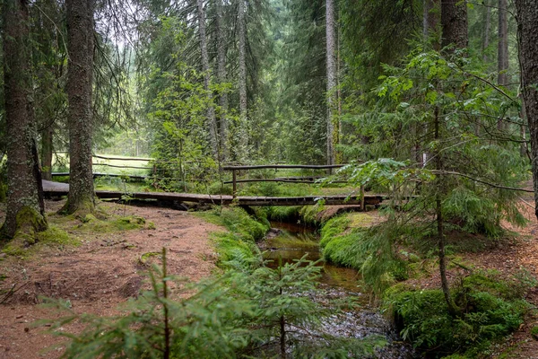 Ciemny Las Bagienny Odbiciami Ciemnej Wodzie Paprocie Trawie — Zdjęcie stockowe