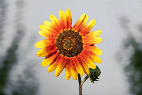 Nahaufnahme Der Blüte Einer Rot Gelben Sonnenblume Vor Verschwommenem Hintergrund — Stockfoto