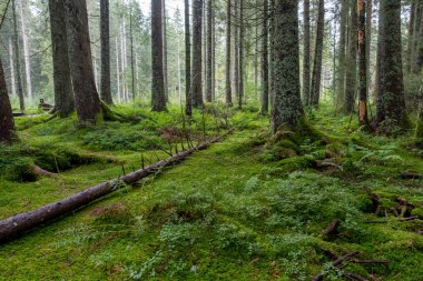 Lichen, yeşil orman zemininde yosun ve eğreltiotu ile kaplı iğne ağacı gövdeleri.