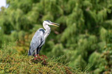 Bulanık yeşil bir arka planda yeşil bir tepenin üzerinde duran gri balıkçılın yan görüntüsü