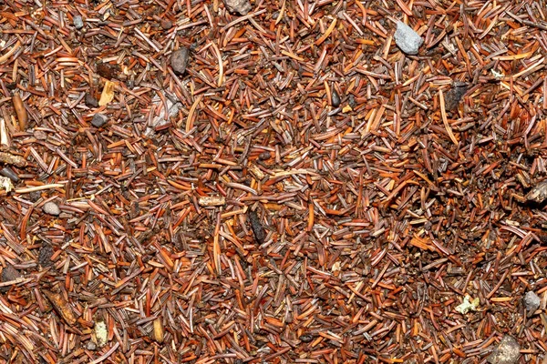 Background of wet brown pine needles with small stones and pieces of bark
