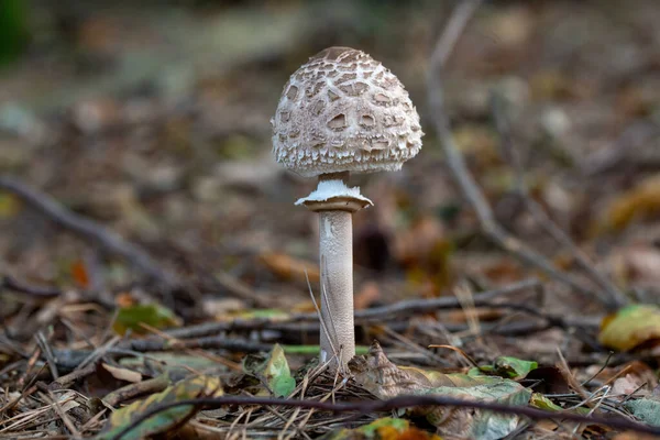 Cogumelo Parasol Jovem Macrolepiota Procera Crescendo Uma Floresta — Fotografia de Stock