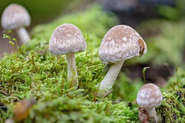 Toadstools Διαφόρων Μεγεθών Αναπτύσσονται Πυκνά Πράσινα Βρύα Έναν Παλιό Κορμό — Φωτογραφία Αρχείου