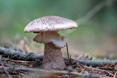 Amanita Rubescens adındaki daha eski ve yenilebilir bir mantarın orman zemininde bulanık bir arka planda çekilmiş fotoğrafı.