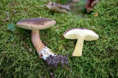 Sonbahar kırmızı ayaklı Bolete, Xerocomellus pruinatus, bütün ve yeşil yosunlu