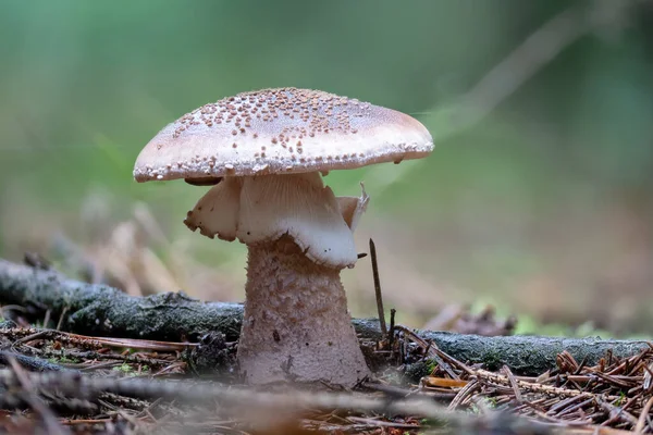Amanita Rubescens adındaki daha eski ve yenilebilir bir mantarın orman zemininde bulanık bir arka planda çekilmiş fotoğrafı.