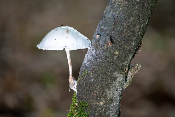 背景がぼやけている暗い枝から斜めに成長する小さな白い乳白色のボンネットキノコ — ストック写真