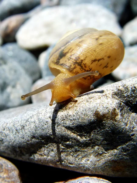 Lumaca sulla pietra — Foto Stock