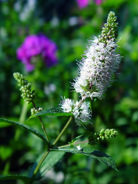 Blommande spearmint — Stockfoto