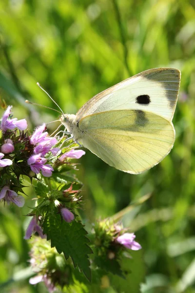 Schmetterling auf Pflanze — Stockfoto