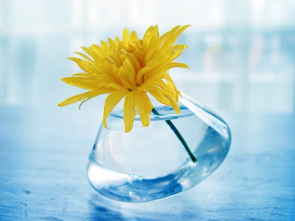 Yellow flower — Stock Photo, Image