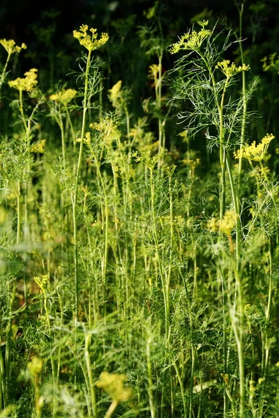 Blommande fänkål — Stockfoto