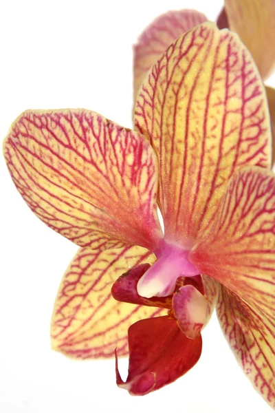 Striped orchid flower — Stock Photo, Image