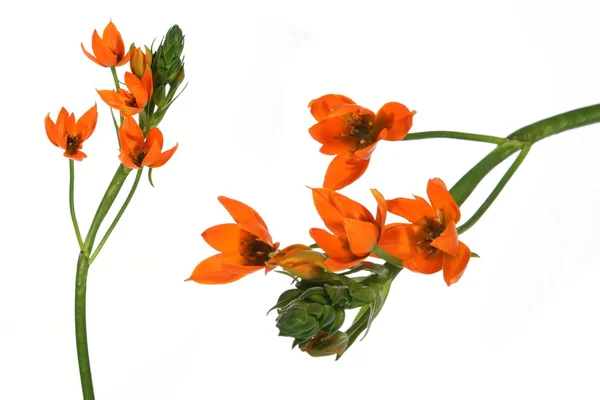Blume Detail und isoliert — Stockfoto