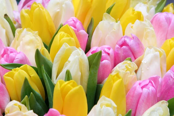 Tulip group — Stock Photo, Image