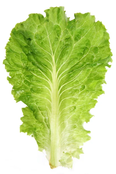 Hoja de lechuga — Foto de Stock