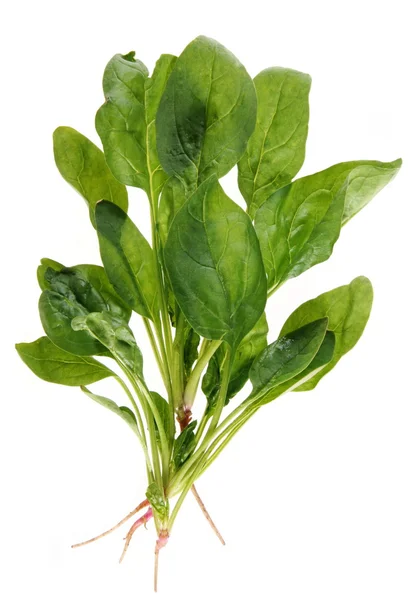 Spinach with root — Stock Photo, Image