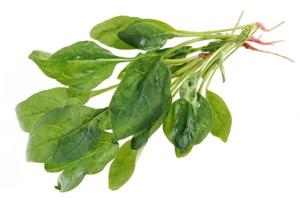 Spinach with root — Stock Photo, Image