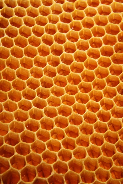 Fondo panal de abeja — Foto de Stock