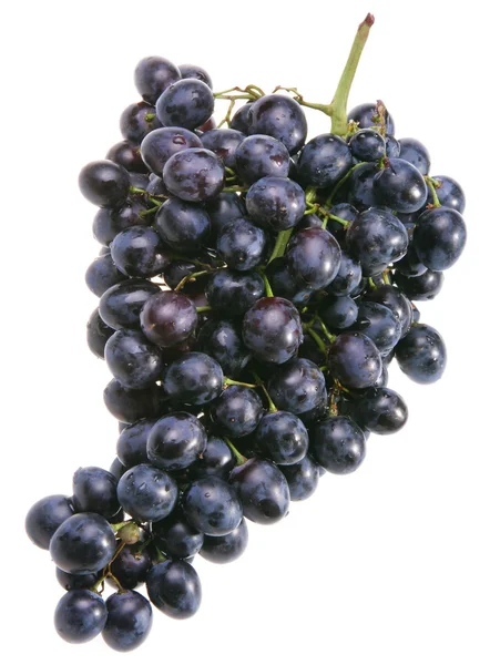 Blue grape — Stock Photo, Image