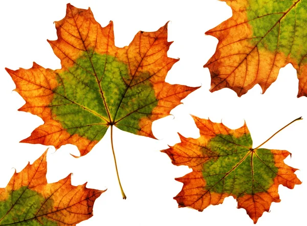 Maple leaf grupp — Stockfoto