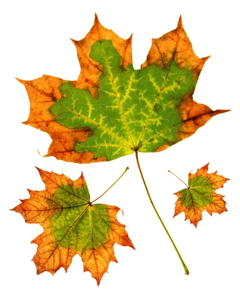 Maple leaf grupp — Stockfoto