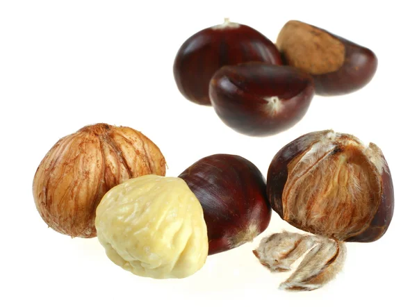 Chestnut — Stock Photo, Image