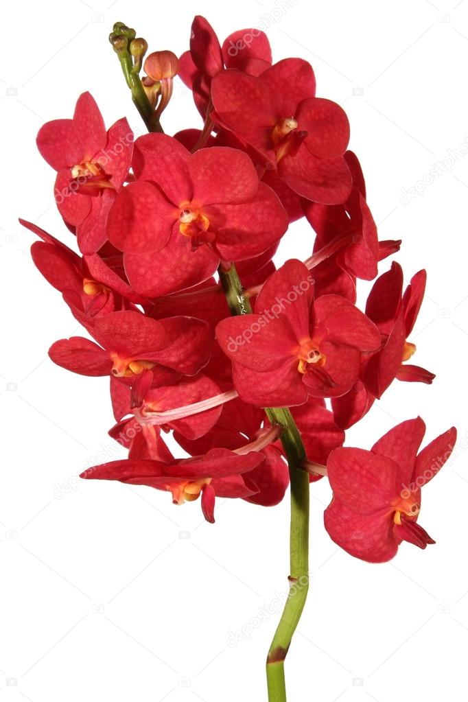 Αποτέλεσμα εικόνας για βυσσινί λουλούδι