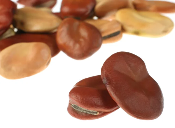 褐色干豆 — 图库照片