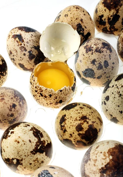 Jajka przepiórcze — Zdjęcie stockowe