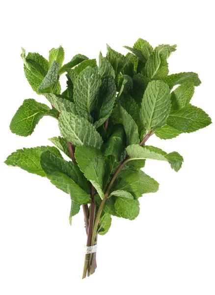 Spearmint-Strauß — Stockfoto